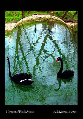 I Dreamt of Black Swans