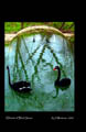 I Dreamt of Black Swans